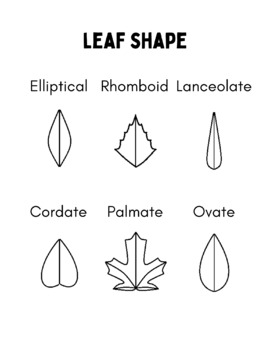 Preview of Autumn leaf shape handout