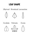 Autumn leaf shape handout