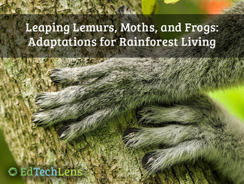 Preview of Lemurs, Moths, & Frogs: Adaptations for Rainforest Living Distance Learning PDF
