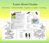Learn About Cicadas and the 2024 Super Emergence of Brood 