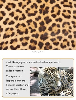 Learn About LEOPARD (British English) by Somaland | TpT