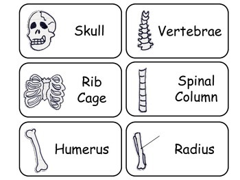 Preview of Learn Your Bones Preschool Human Anatomy Flash Cards.