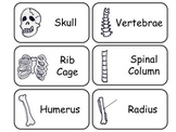 Learn Your Bones Preschool Human Anatomy Flash Cards.