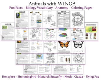 Preview of Learn about Animals with Wings! Bees, Butterflies, Hummingbirds, Bats and More!