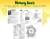 Learn about Honey bees with fun facts, anatomy, coloring p