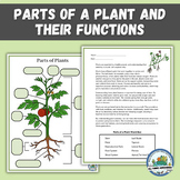 Label Parts of a Plant - Worksheets and Coloring Activities