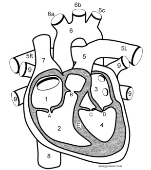 Preview of Learn the Anatomy of the Heart (KEY)