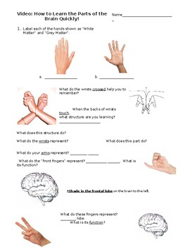 Preview of Learn the Parts of the Brain with your Hands Video Sheet