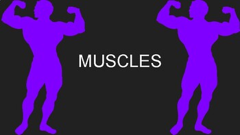 Preview of Learn about your muscles and exercises for each muscle - Slides