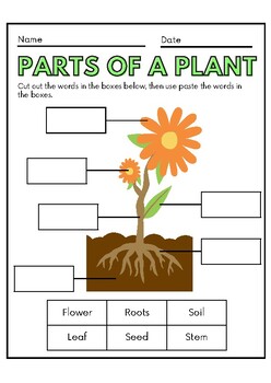 Learn the parts of a plant. from fun worksheets by Learning happens ...