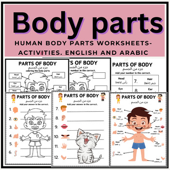 Preview of Learning Simple English and Arabic vocabulary for various body parts.