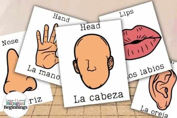 Preview of Learning the Body Parts in Spanish: 23 Flashcards