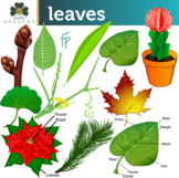 Leaves Clip Art