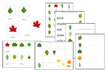Leaves Exercise Set (PDF) - Montessori Nomenclature by IFIT Montessori