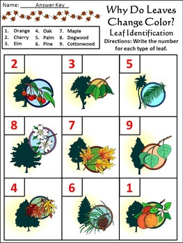 Leaves Activities: Why Do Leaves Change Color in The Fall Activity Bundle