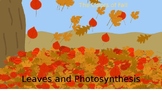 Leaves and photosynthesis