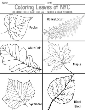 Preview of Leaves of NYC Coloring Sheet