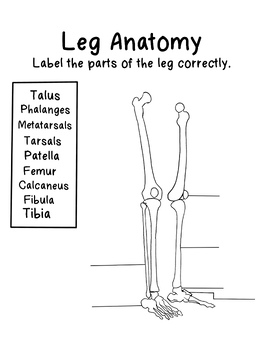 Preview of Leg Anatomy Worksheet w/ Wordbank