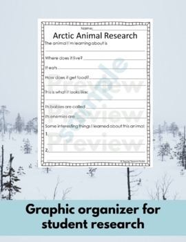 Arctic Lemming (gravura colorida)