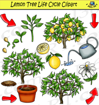 Preview of Lemon Tree Life Cycle Clipart