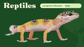 Preview of Leopard Gecko