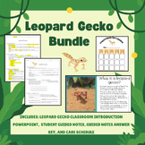 Leopard Gecko Classroom Introduction Bundle