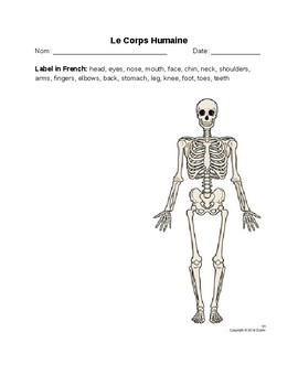 french worksheet body parts