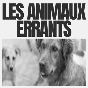 Preview of Les animaux errants : Vivre et Survivre dans les Villes | worksheets |