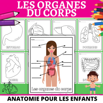 Preview of Les organes du corps humain - Human Anatomy - FRENCH Human Body Systems.