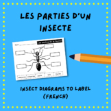 Les parties d'un insecte (Parts of an insect) - Diagram - FRENCH