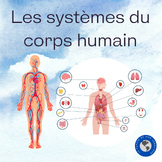 Les systèmes du corps humain - 6e année sciences
