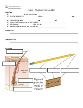 Preview of Lesson - Hair (Guided Notes ONLY)