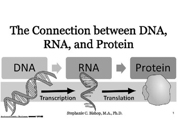Lesson Plan 2_The Connection between DNA, RNA, and Protein - mini-lecture