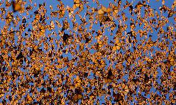 Preview of Lesson Plan:  6th-8th Grade Project  (The migration of the Monarch Butterfly)