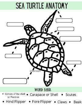 Let's Explore: Sea Turtles by Teachable STEM | TPT