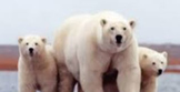 Let's Study Polar Bears
