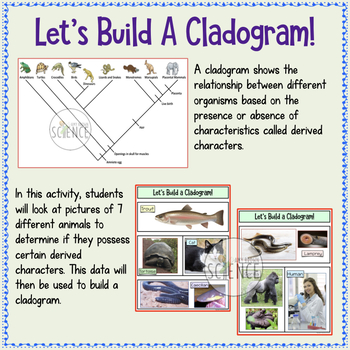 cladogram classification activity taxonomy cladistics build preview teacherspayteachers