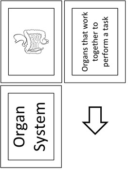 Let's Build: Levels of Organization Anchor Chart by A House Called Home