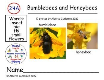 Preview of About Bumblebees and Honeybees #24A