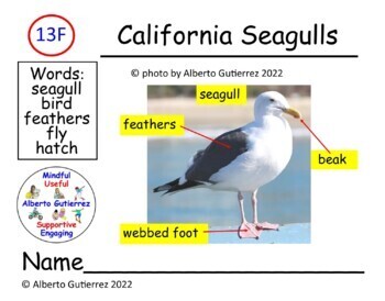 Preview of Level F Nonfiction: California Seagulls #13F
