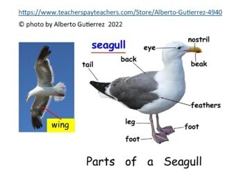 Parts of the original view image: (a) Laura, (b) Seagull