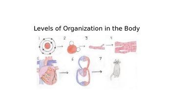 Preview of Level of Body Organization Powerpoint and Guided Notes