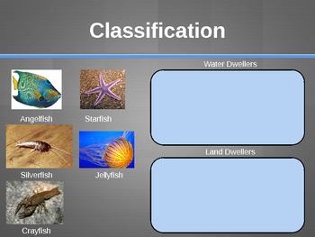 Levels of Animal Classification by Angela Follano | TPT