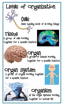 Levels of Organization Anchor Chart by Nikki McCurry | TpT