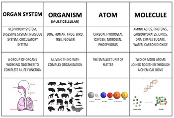 card organization system