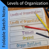 Levels of Organization  Foldable Sketch Notes