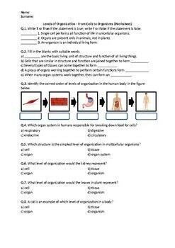 Levels of Organization (From Cells to Organisms) - Worksheet | Distance