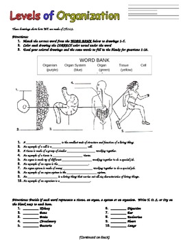 Organization Of The Body Worksheet Answers