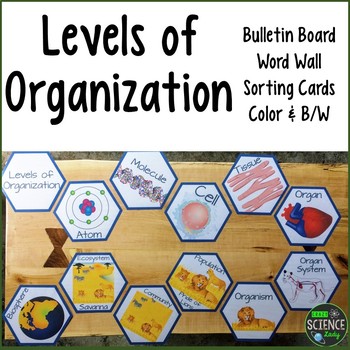 Preview of Levels of Organization: Room Decor, Card Sort, Word Wall: Honeycomb Pattern
