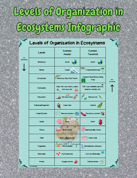 Preview of Levels of Organization in Ecosystems Infographic